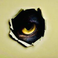 Werewolf the Podcast: Serial (KIller) Drama (@awerewolfsstory) 's Twitter Profile Photo Werewolf the Podcast: Serial (KIller) Drama (@awerewolfsstory) 's Twitter Profile Photo