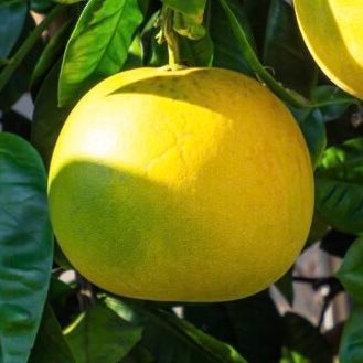 Ban_Pei_Yu1's profile picture. 