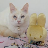 ももちー🐾ホイップ (@whip_2364) 's Twitter Profile