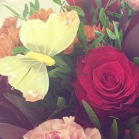 Pernille 🙋♀️ (@peri_kost1) 's Twitter Profile Photo Pernille 🙋♀️ (@peri_kost1) 's Twitter Profile Photo