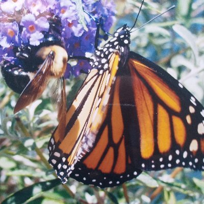 NewEarthNow62's profile picture. 