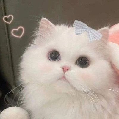 Suzu04321's profile picture. 