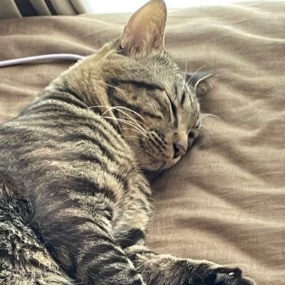 gikoさんのプロフィール画像