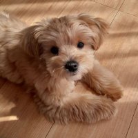 harapekoamamusi (@aomusi3_yuu) 's Twitter Profile Photo