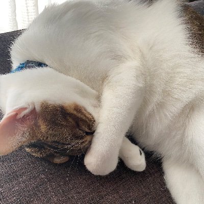 しらたまさんのプロフィール画像