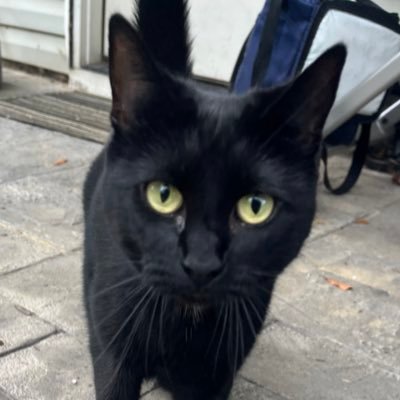 ninjakittty94's profile picture. 
