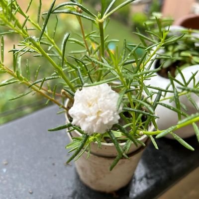 ThetaScoopers's profile picture. Part Time Options Trader ll BTech/ MBA ll Risk Management is only Holy Grail in Capital markets.
To understand this timely you have to be wise and humble.😎