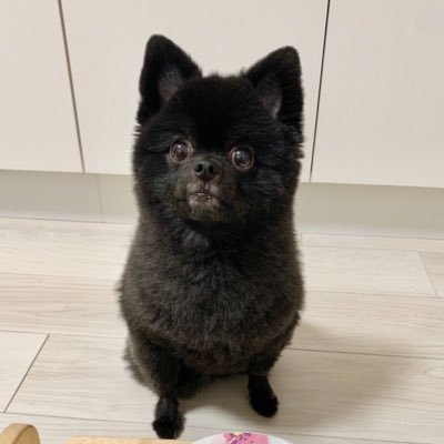 sakazaki877's profile picture. 韓国嫌い。辛いの嫌い。料理評論家🍣