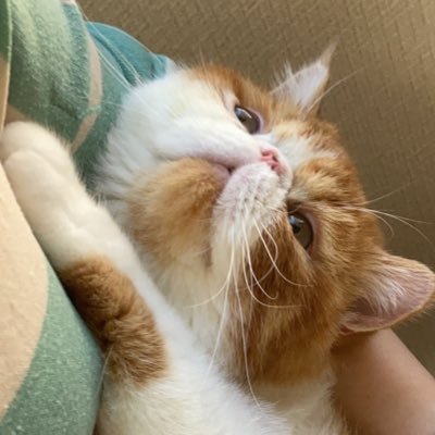 我が家のネッコ様 もうすぐ2歳のフクちゃん(♂) 2024年6月よりお迎えしてデレッデレな日常を過ごしてます̳^. ̫ .^ ̳♡⃛ #猫 #猫がいるくらし #エキゾチックショートヘア #猫好きさんと繋がりたい #猫と楽しく暮らそう #ねこのいる幸せ