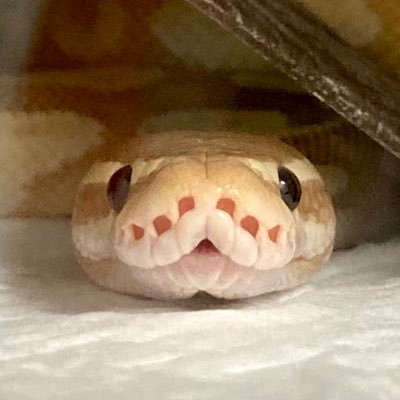 simoda家のヘビ達🐍さんのプロフィール画像