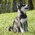 HUSKY🐶 🐾 (@husky_m1) Twitter profile photo HUSKY🐶 🐾 (@husky_m1) Twitter profile photo