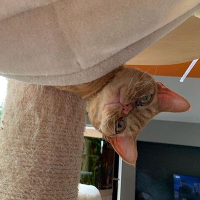 febriantomipu's profile picture. Nervt.