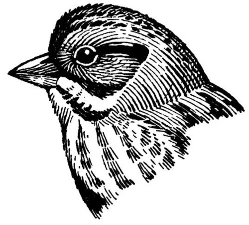 Sparrow Profile