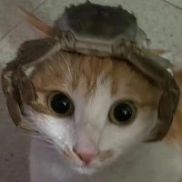 alien man (@alienplzman) 's Twitter Profile