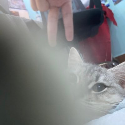 SiroTachi's profile picture. dont come for me 🧎🏻‍♀️