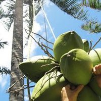 North Shore Coconut Collective (@thecoconuttruk) 's Twitter Profile