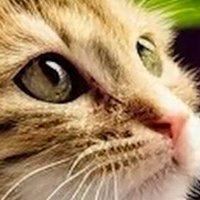 webbty (@bewchumsaeng) 's Twitter Profile