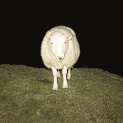 CarleyTowne's profile picture. 