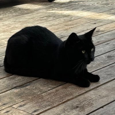 gamu_prog's profile picture. 駆け出し大学生エンジニアです。AWS SAA/FE💻(Front:TS(Next.js,React), Back:Go,Python) Zennと個人ブログ『がむログ』で記事執筆してます🖋