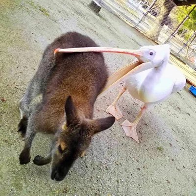 wdymwys's profile picture. a gallery featuring my screeds
