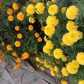 sonalibaral78's profile picture. ev dft fgg