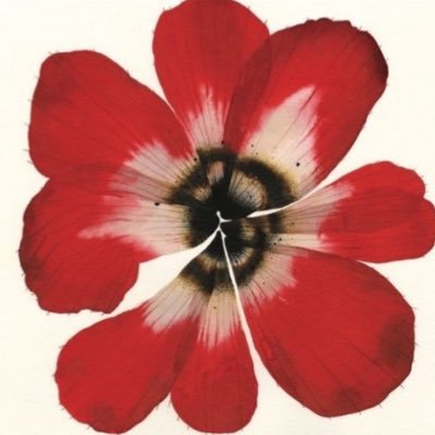 calla_aster's profile picture. 21 / media consumer!!!!!!