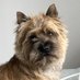 Barry The Brave (@barry_thebrave) Twitter profile photo Barry The Brave (@barry_thebrave) Twitter profile photo