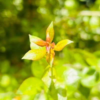 gotocartik's profile picture. Official Twitter page. Mean Stack Developer | |Thalapathy Rasigan| #javascript #angular #TVK  #ThalapathyVijay #Twitter #gotocartik