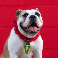 Victor E. Bulldog IV (@victorebulldog) Twitter profile photo