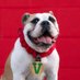 Victor E. Bulldog IV (@victorebulldog) Twitter profile photo