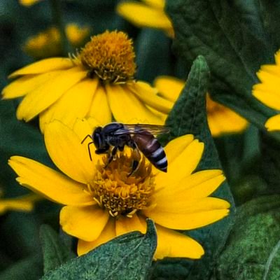 gwenbulan_'s profile picture. 🍄: Bounce back! || Keep going love.                 
           DVO | 🇵🇭