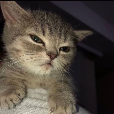 utchi640471's profile picture. 