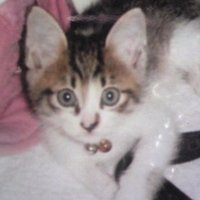 NAMI「P」 (@namibigtree) 's Twitter Profile