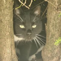 Senceless (@sencelesslol) 's Twitter Profile