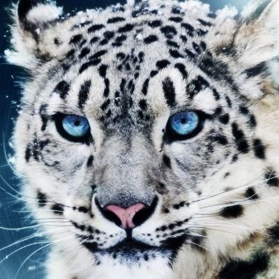 ネコパンチページ ねこぱんち 新年猫号 (にゃんCOMI廉価版コミック