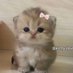 Daku billi 2 (@priyashukl67362) Twitter profile photo Daku billi 2 (@priyashukl67362) Twitter profile photo