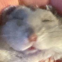 Lilu ੈ✩ (@nasgorzone) 's Twitter Profile