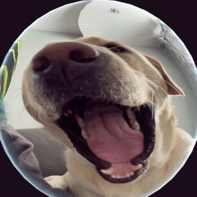 Mars255547's profile picture. ✨20✨ cw:106lbs cgw:100lbs ugw:80lbs Be thin or die trying