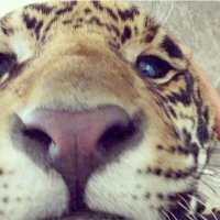 fille française (@viexi1) 's Twitter Profile