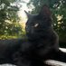 The Cat Named Alastor (@thecatalastor) Twitter profile photo The Cat Named Alastor (@thecatalastor) Twitter profile photo
