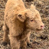foodfreedomfarmer (@cynthiarestivo) 's Twitter Profile