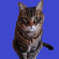 とらねこ (@toraneko1943) 's Twitter Profile Photo とらねこ (@toraneko1943) 's Twitter Profile Photo
