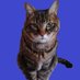 とらねこ (@toraneko1943) Twitter profile photo