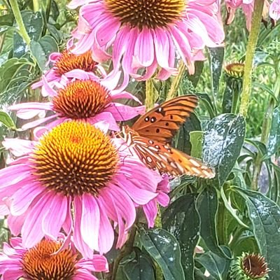 i_yn945bdam_x15's profile picture. From Oregon to TN May 2022, Immigrant daughter, Proud American 🇺🇲. Conservatarian cat lover 🐈‍⬛