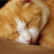 お金を引き寄せる秘訣や副業情報など紹介中。自身がお金に苦労した経験から生活に苦しんでいる人を助けたいと思い、ほんの僅かですが現金配布企画をしております☆ なくなり次第終了▷ https://t.co/uROPVYQZEQ