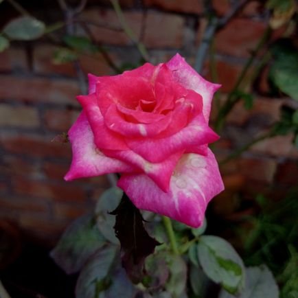 MustakMollick05's profile picture. উন্নততর বাংলা....
💚💚💚