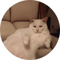 SofaCat $SOFAC (@sofacatspl) 's Twitter Profile Photo SofaCat $SOFAC (@sofacatspl) 's Twitter Profile Photo