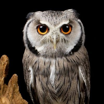 vanetata17's profile picture. Amo tutta la musica