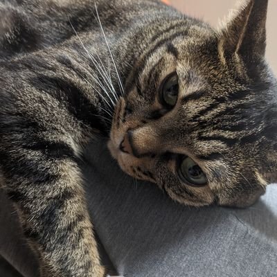 mottyan0614's profile picture. はむすたーが好きです、ねこも好きです