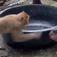 MonkeyCTO (@moodengkiller) 's Twitter Profile
